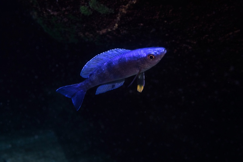 Cyprichromis leptosoma 'Nkondwe Island'